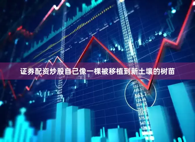 证券配资炒股自己像一棵被移植到新土壤的树苗